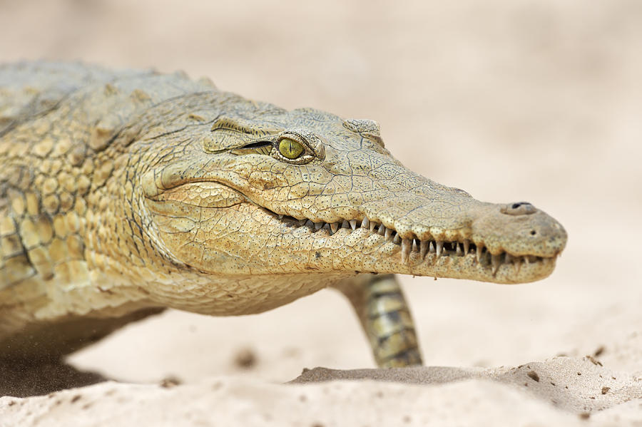 Crocodile Photograph - Fear by Marco Pozzi