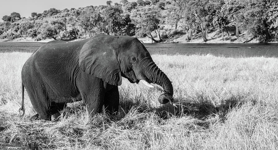 Feasting In Chobe, Black and White Photograph by Marcy Wielfaert