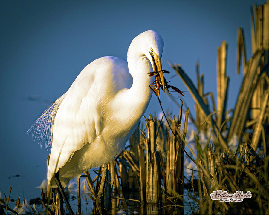 Feasting on Craw Fish by William Havle Feasting on Craw Fish by William Havle