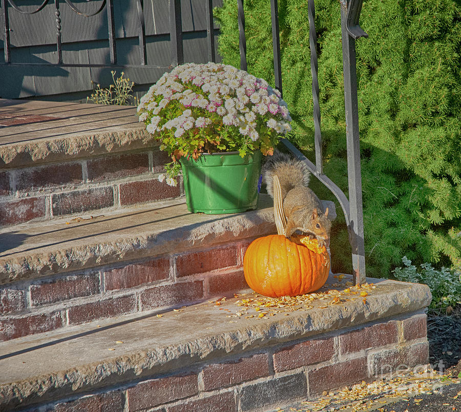 Feasting on Pumpkin by Ruth H Curtis Feasting on Pumpkin by Ruth H Curtis