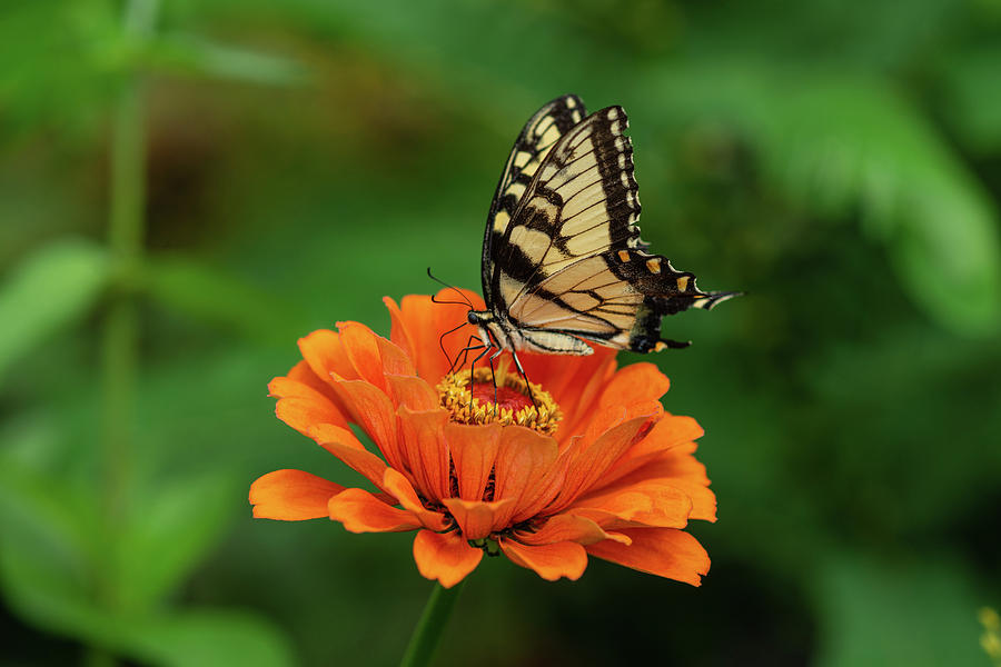 Butterfly Photograph - Feasting on Zinnia by Carrie Goeringer