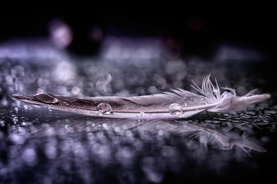 Still Life Photograph - Feather And Drop II by Alessandro Fabiano