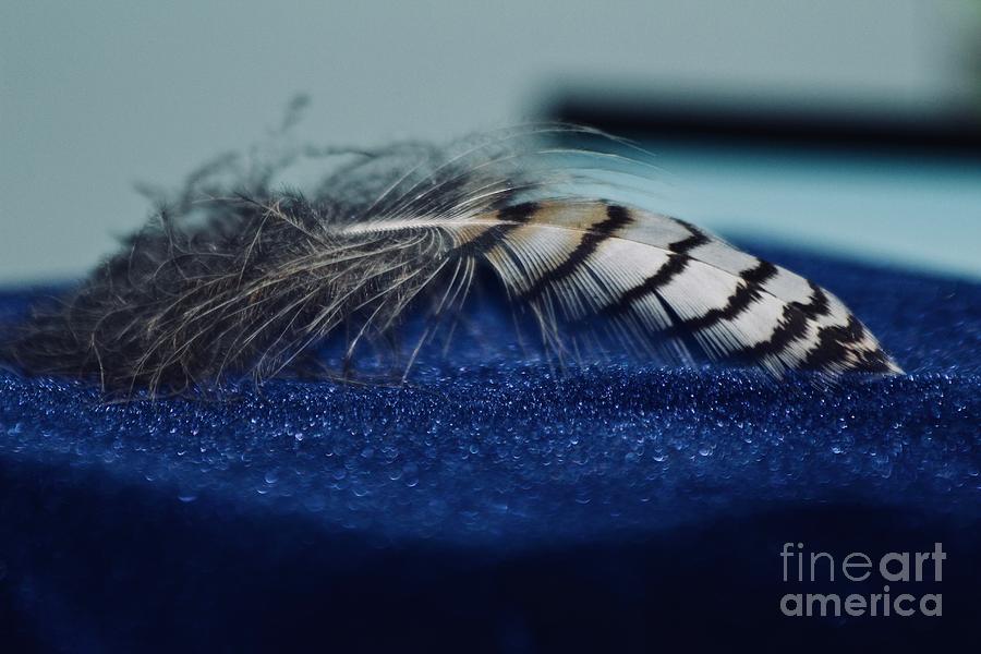 Feather Photograph by Ann E Robson