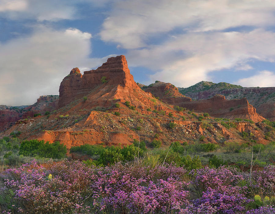 Feather Dalea, Caprock Canyons State by Tim Fitzharris Feather Dalea, Caprock Canyons State by Tim Fitzharris