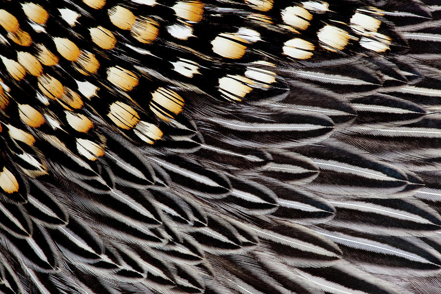 Feather Design Of Game Cock Photograph by Darrell Gulin
