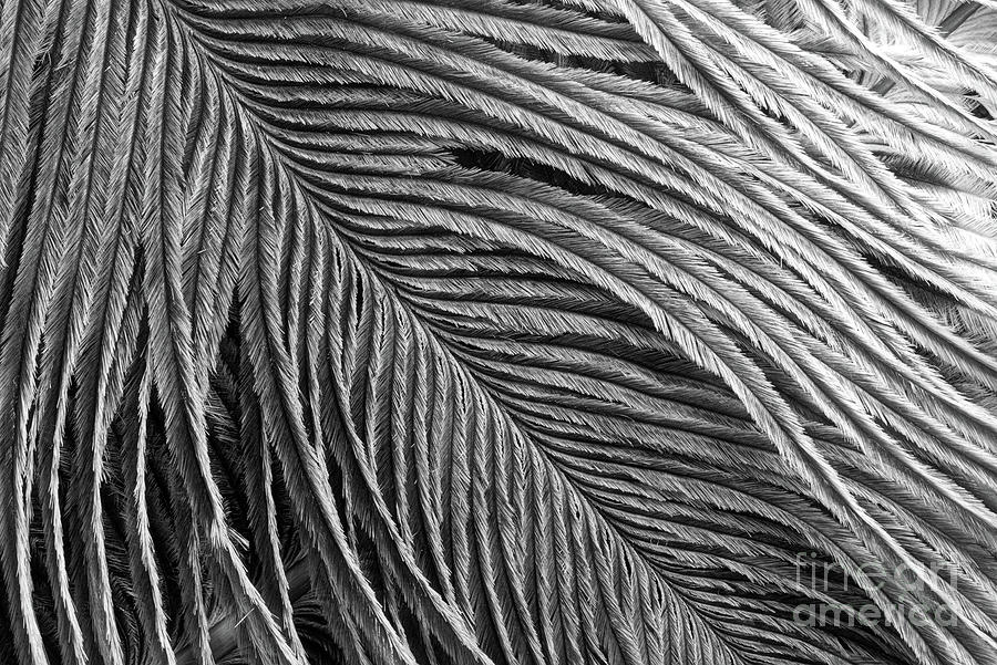 Feather Detail Black And White Photograph by Sharon McConnell