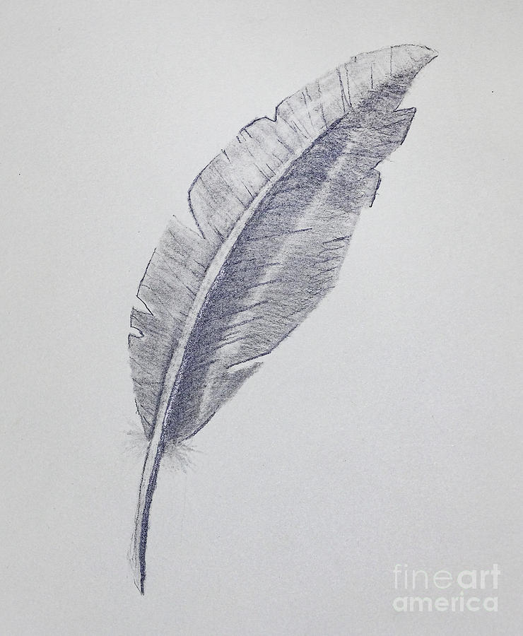 Feather Drawing Drawing by Bill Frische