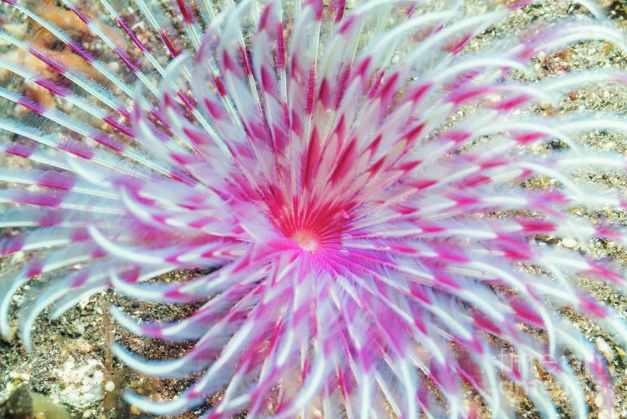 Wildlife Photograph - Feather Duster Worm On Seabed by Georgette Douwma/science Photo Library