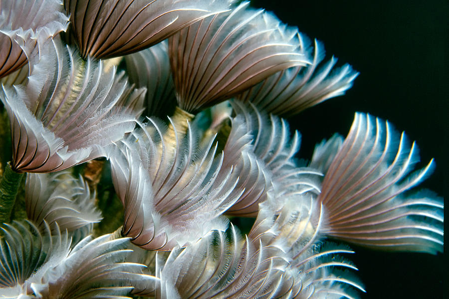 Feather Duster Worms Photograph by Alfred Forns