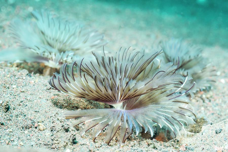 Feather Duster Worms On Seabed Photograph by Georgette Douwma/science Photo Library