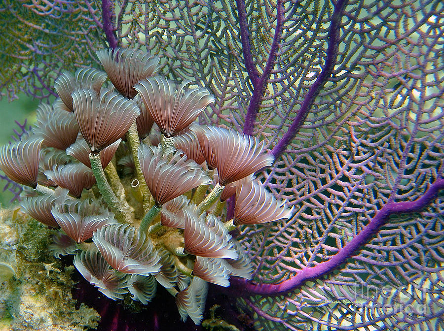 Feather Dusters Against Sea Fans Photograph by Li Newton