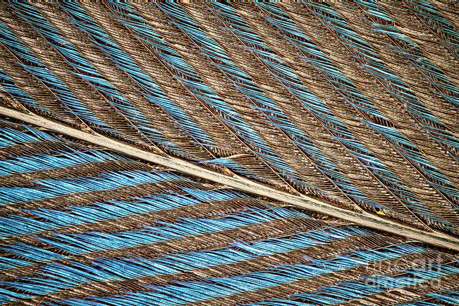 Feather Photograph by Frank Fox/science Photo Library