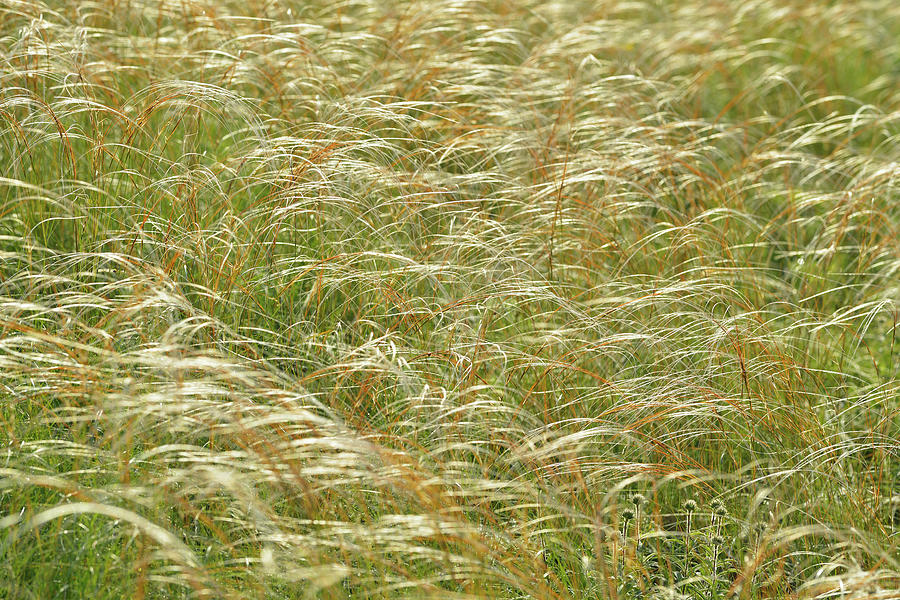 Feather Grass Photograph by Raimund Linke