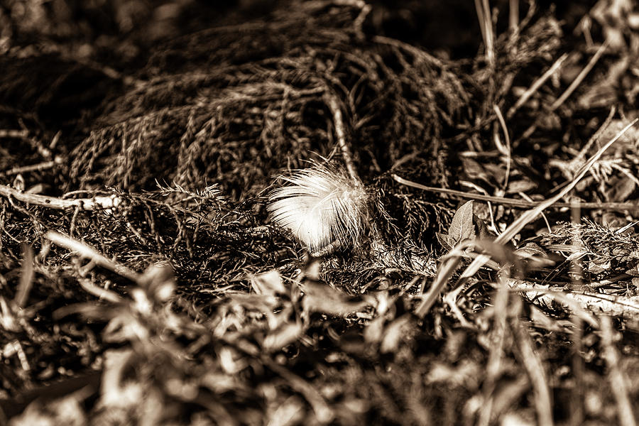 Feather of one 2 B W by Jason Hughes Feather of one 2 B W by Jason Hughes
