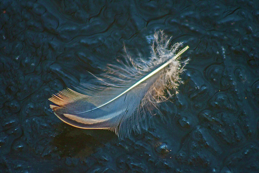 Feather on Ice Photograph by Ira Marcus