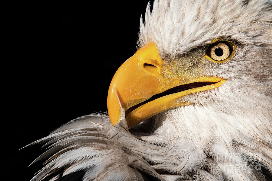Feather Preening by Eyeshine Photography Feather Preening by Eyeshine Photography