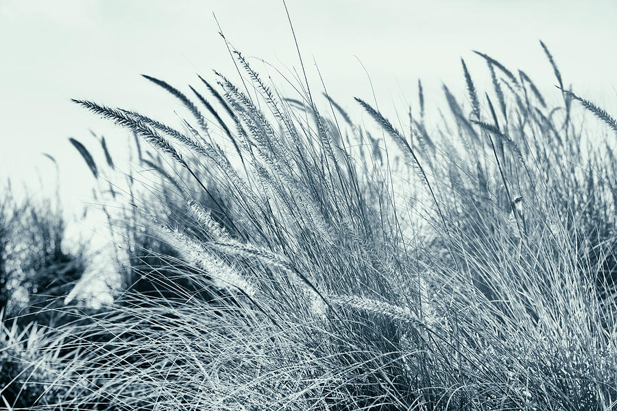 Feather Reed Grass Blowing In Wind Digital Art by Laura Diez