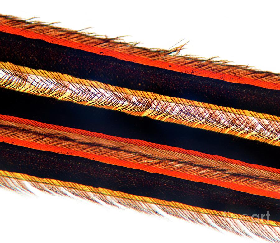 Feather Vane Photograph by Dr Keith Wheeler/science Photo Library