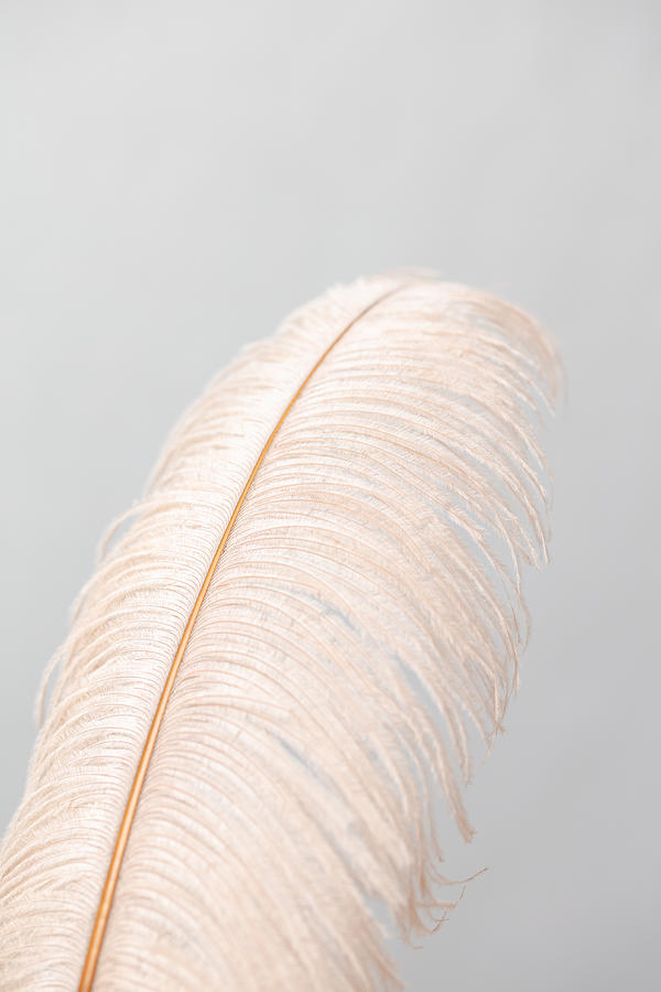 Still Life Photograph - Feather_1 by 1x Studio Iii