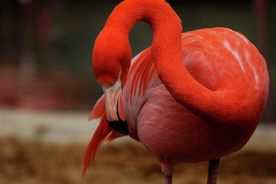 Feathered Flamingo by Jake Danishevsky Feathered Flamingo by Jake Danishevsky