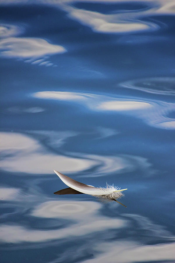 Nature Photograph - Featherlight by Spencer Bush