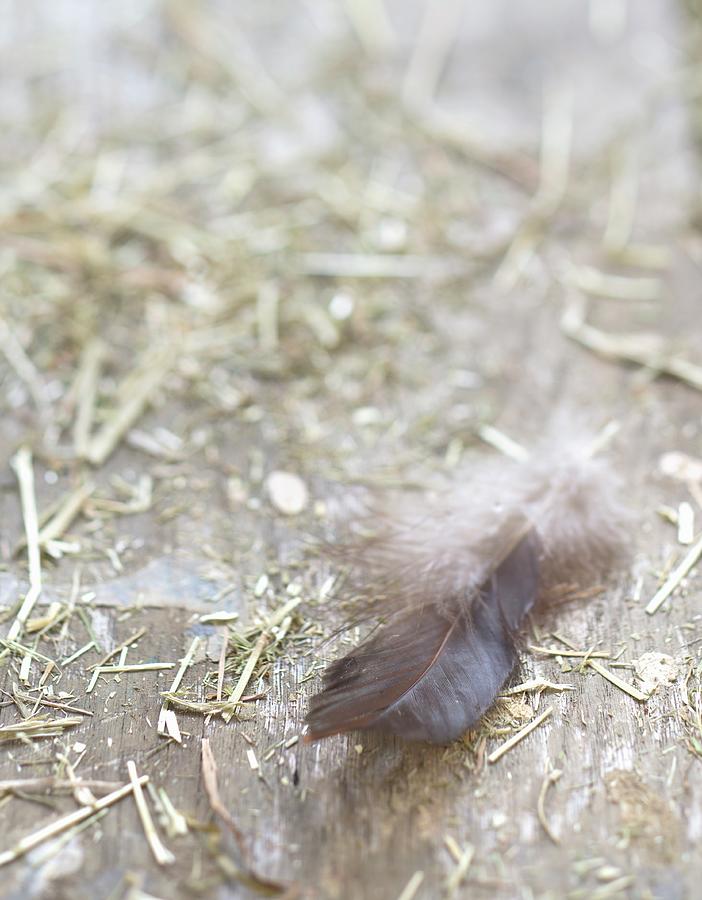 Feathers And Hay Photograph by Carnet