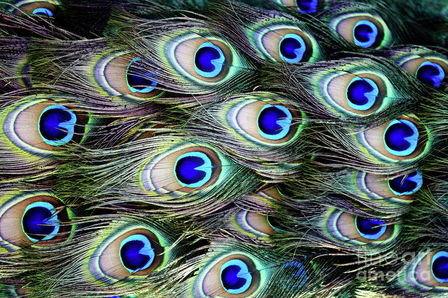 Feathers by Awais Yaqub Feathers by Awais Yaqub