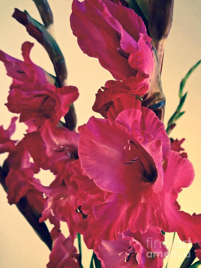 Pink Velvet by Gem S Visionary Pink Velvet by Gem S Visionary