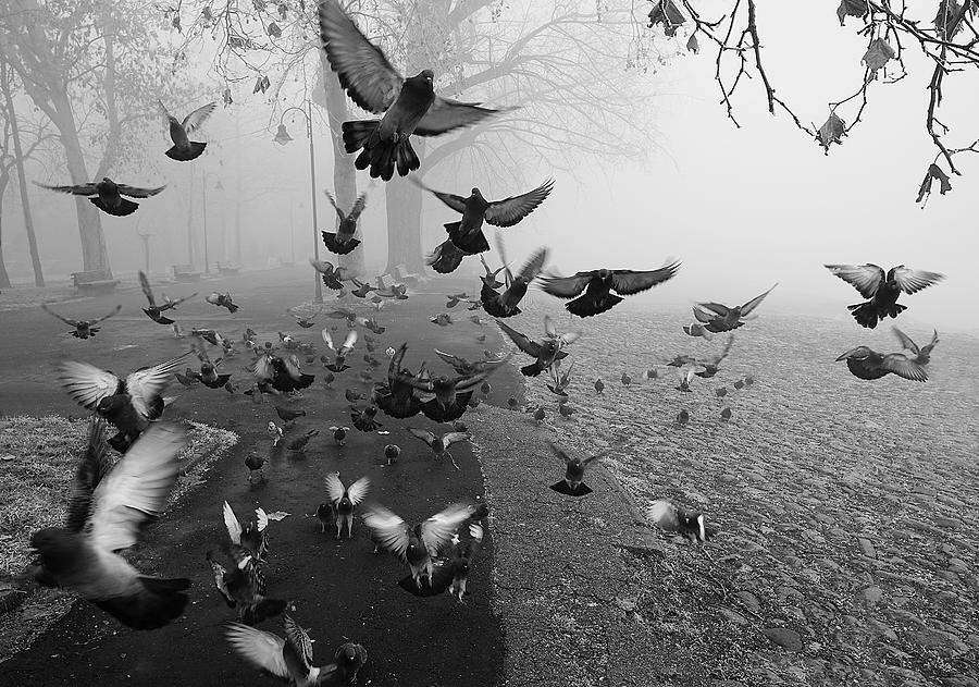 Pigeon Photograph - Feathers In The Mist by Miodrag Kosanovi?