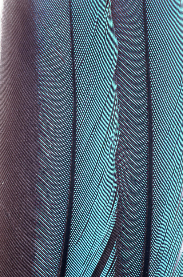 Feathers Photograph by John Foxx