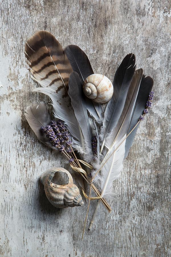 Feathers, Lavender And Snails Shells On Vintage Wooden Surface Photograph by Catja Vedder