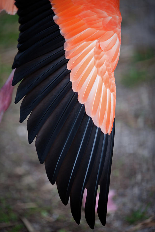 Feathers On Stretched Flamingo Wing Photograph by Photo By Elena Tarassova