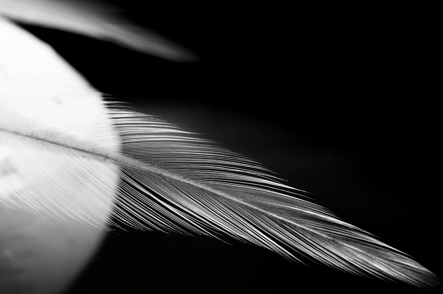Feathers Photograph by Silvia Marcoschamer