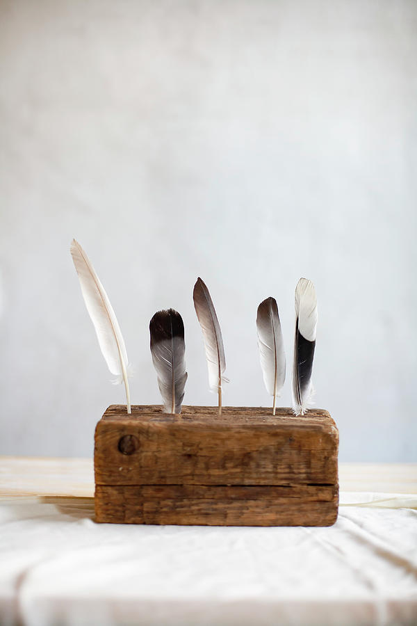 Feathers Stuck In Old Piece Of Wood Against White Background Photograph ...