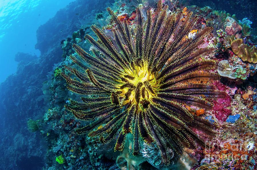 Wildlife Photograph - Featherstar On Reef by Georgette Douwma/science Photo Library