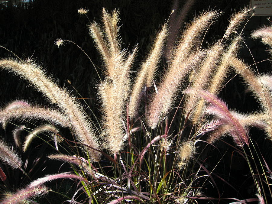 Feathery Grasses Photograph by Marilyn Moran - Fine Art America