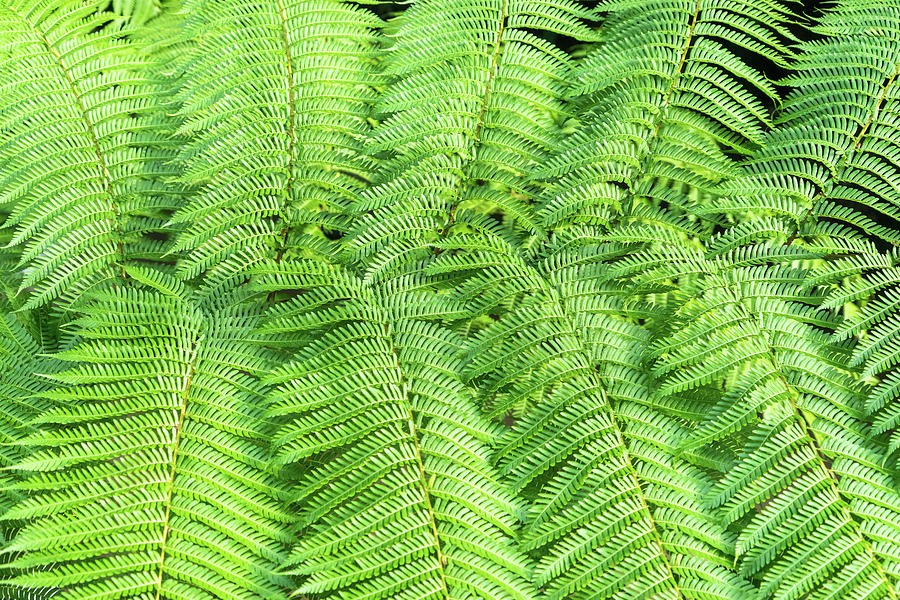 Feathery Green Lace - Verdant Biophilic Pattern Photograph by Georgia Mizuleva