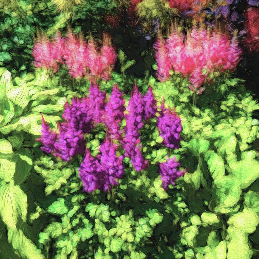 Feathery Soft Astilbe Photograph by Leslie Montgomery