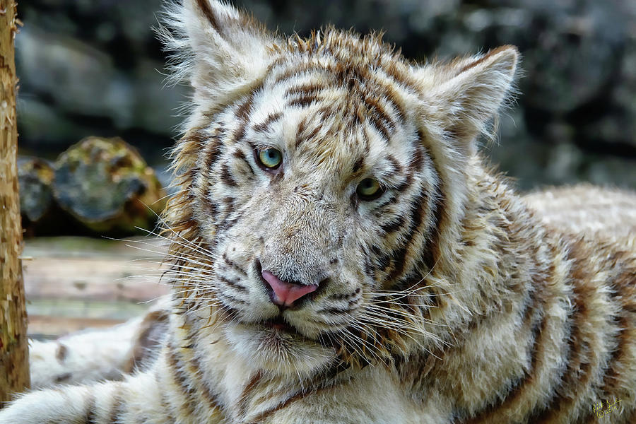 Tiger Photograph - Feed Me Im Adorable by Rick Lawler Tiger Photograph - Feed Me Im Adorable by Rick Lawler