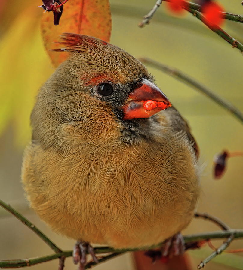 Feeding Fall Female Cardinal Photograph by Dale Kauzlaric