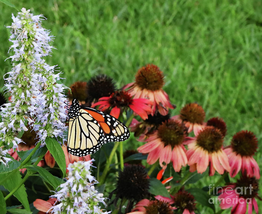 Feeding Female Monarch Butterfly Photograph by Allan Levin
