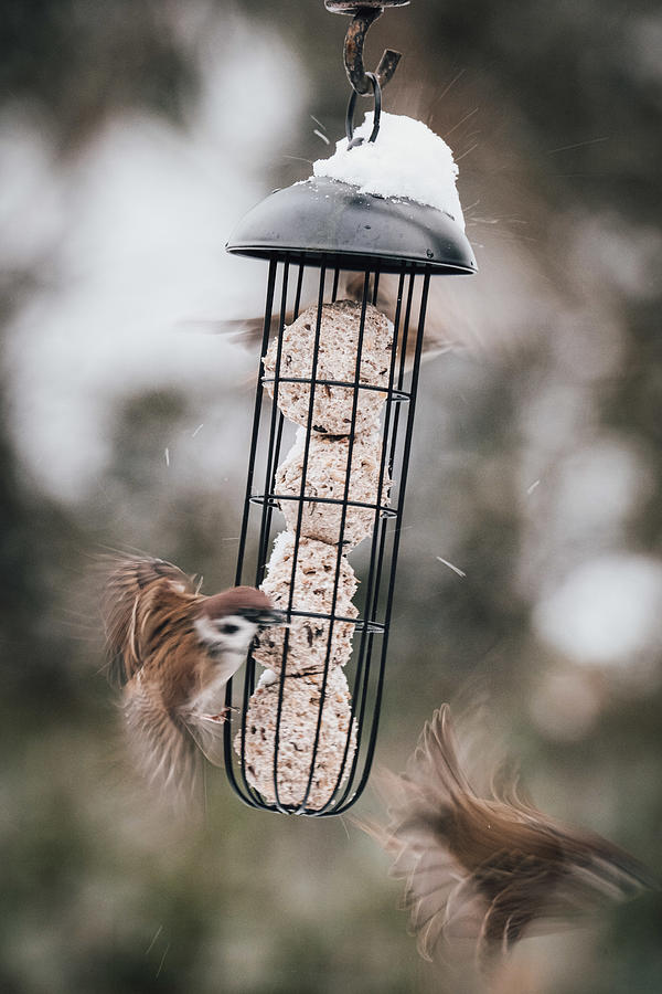 Bird Photograph - Feeding Frenzy by Andis Jurjans
