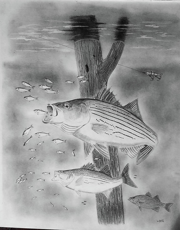 Feeding frenzy Drawing by Don Thompson - Fine Art America