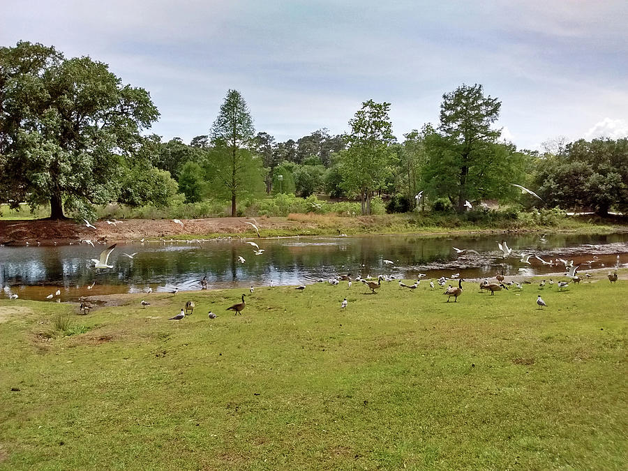 Feeding Frenzy Photograph by Marian Bell - Fine Art America