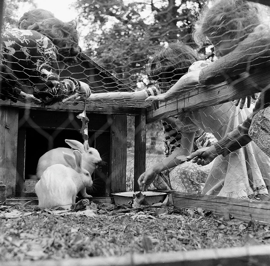 Feeding Hutch At Echo Hill Photograph by Rae Russel