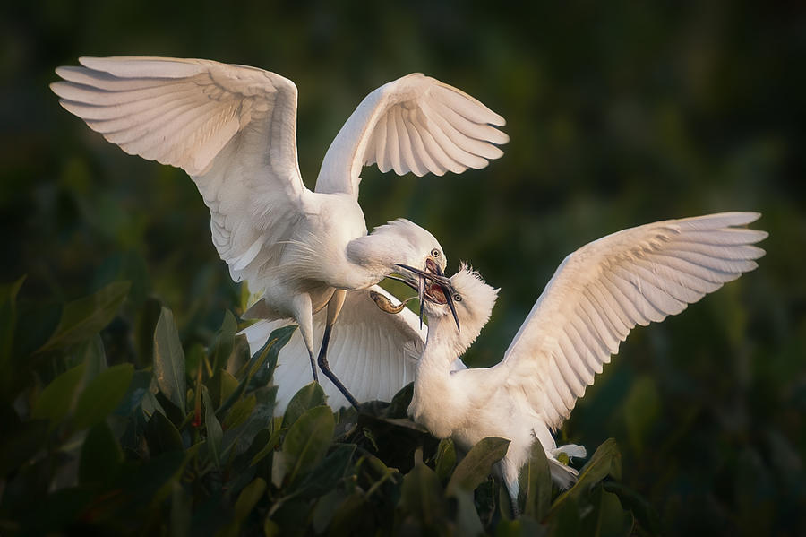 Egret Photograph - Feeding by Li Jian