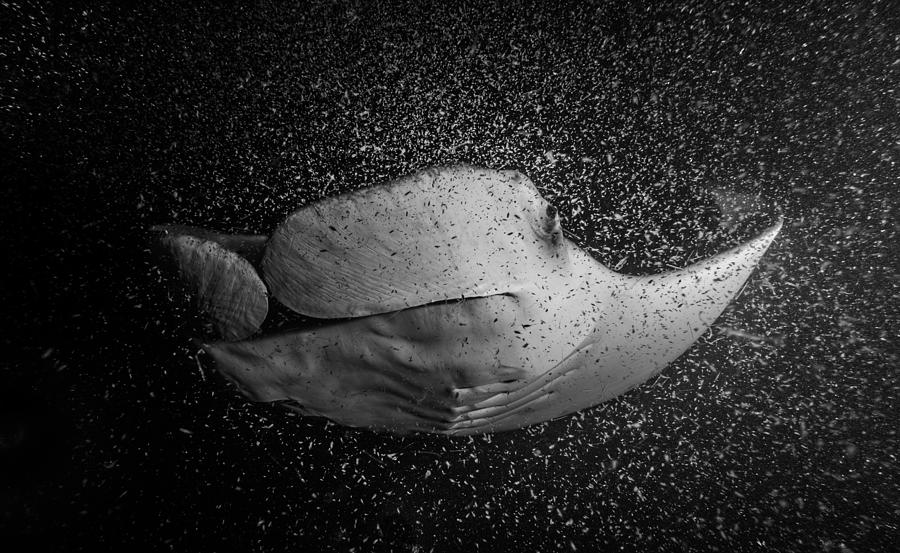 Black And White Photograph - Feeding Manta by Thomas Marti