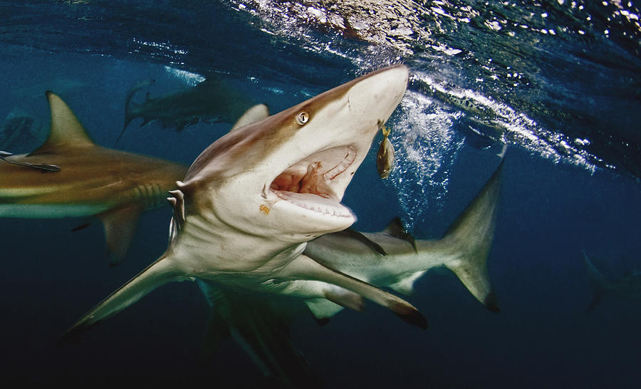 Oceanic Photograph - Feeding Oceanic Blacktip Shark by Dray Van Beeck