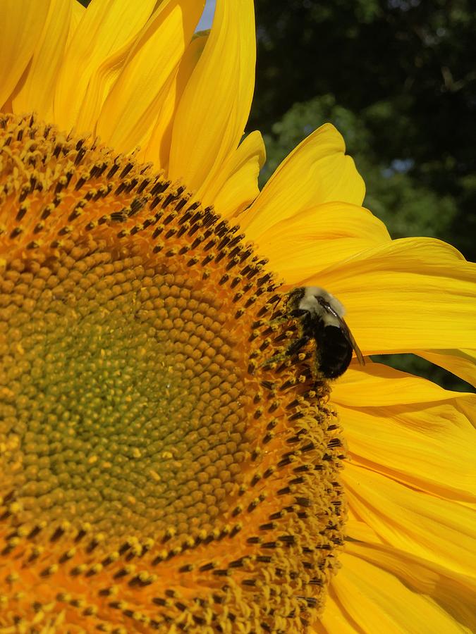 Feeding on Nectar of the Sun Photograph by Chris Howe - Fine Art America