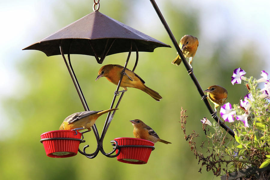 Feeding Orioles Photograph by Brook Burling - Fine Art America